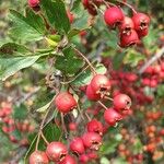 Crataegus monogynaFruit