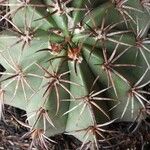 Melocactus levitestatus Corteza