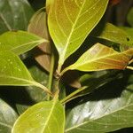 Nectandra membranacea Feuille