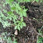 Rhododendron canescens Yaprak