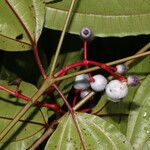 Miconia lateriflora Fruit