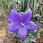 Platycodon grandiflorusFlower