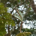 Pentaclethra eetveldeana Fruit