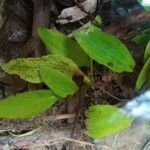 Potamogeton polygonifolius Leaf