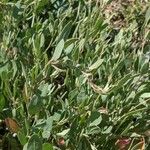 Atriplex portulacoides Blad