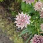 Astrantia majorBloem