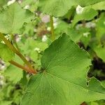 Fagopyrum esculentum Leaf