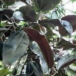 Miconia calvescens Habitus