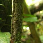 Landolphia owariensis Azala