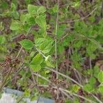 Syringa pubescens Folio