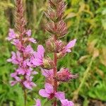 Lythrum salicariaFlower