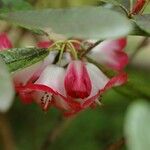 Rhododendron cerasinum