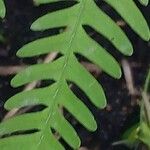 Pteris fauriei Листок