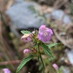 Galeopsis ladanum Flor