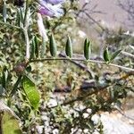 Vicia monantha Levél