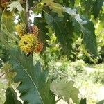 Quercus cerris Fruit