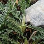 Oxytropis campestris Hábito