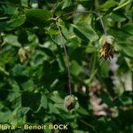 Thalictrum macrocarpum Egyéb