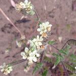 Phacelia distans Tervik taim