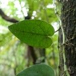 Piper borbonense Leaf