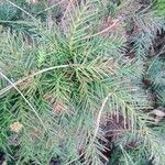 Cryptomeria japonica ᱥᱟᱠᱟᱢ