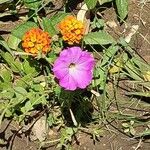 Cycnium tubulosum Flower