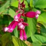 Salvia involucrata Квітка