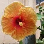 Hibiscus rosa-sinensisFlor