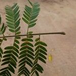 Osodendron altissimum Leaf