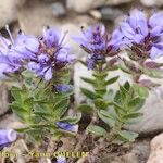 Veronica nummularia Habit