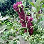 Amaranthus caudatus Habitus