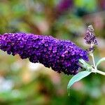 Buddleja japonicaЦветок