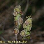 Clypeola jonthlaspi Costuma