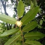 Uvaria scabrida Flower