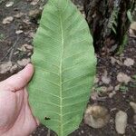 Curatella americana Fuelha