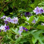 Solanum wrightii Blatt