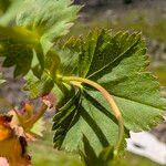 Alchemilla glabra Liść