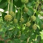 Cornus kousa Fruto