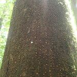 Milicia excelsa Bark