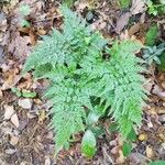 Asplenium onopteris Other