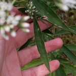 Eupatorium altissimum Leaf