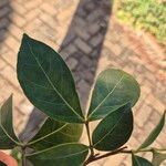 Inga laurina Leaf
