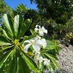 Plumeria obtusaŽiedas