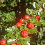 Cotoneaster horizontalisफल