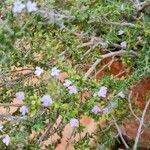 Thymus piperella Hoja