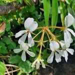 Pelargonium multibracteatum 花