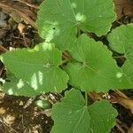 Lunaria annua叶