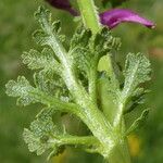 Pedicularis sylvatica Leaf