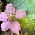 Rubus geoides Flor