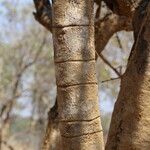 Strychnos spinosa Rinde